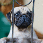 Pug olhando pela grade