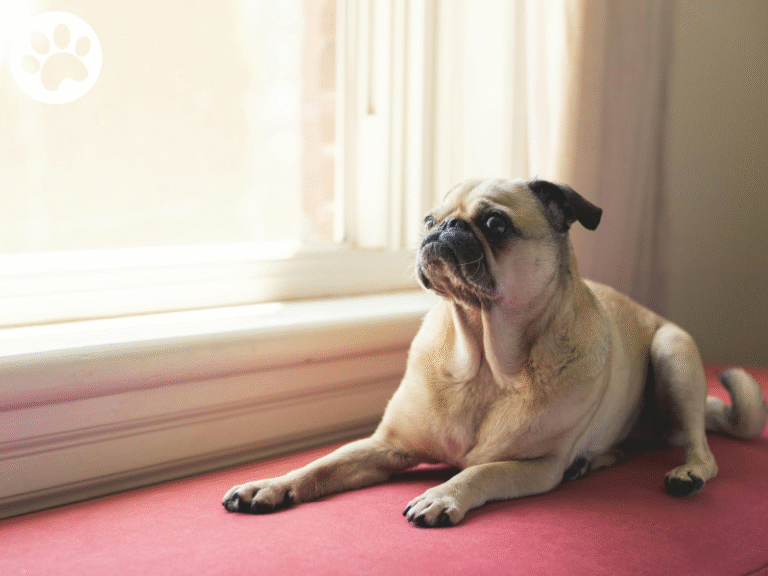 Pug sozinho em casa