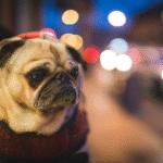 Pug usando um suéter no frio