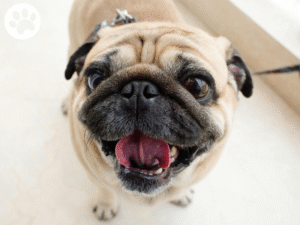 Pug com a boca aberta mostrando a língua
