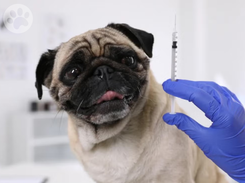 Pug vacina