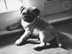 Pug filhote em área da casa