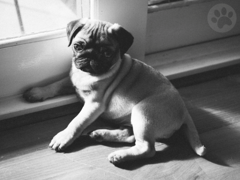 Pug filhote em área da casa