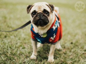 Pug desfilando com fantasia