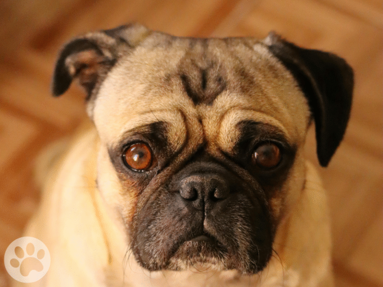 Pug com olho de cereja no canto do olho