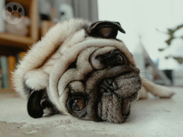 Pug dormindo de lado no chão