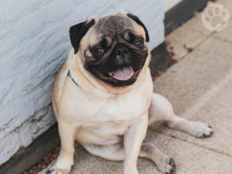 Pug sentado ao lado da porta