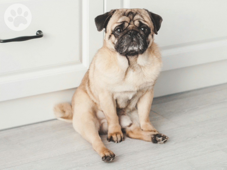 Pug sentado como humano