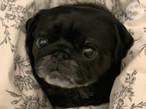 Pug exame para detecção de câncer