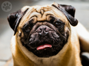 Pug olhando com expectativa
