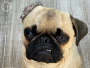 pug com sinais de estresse