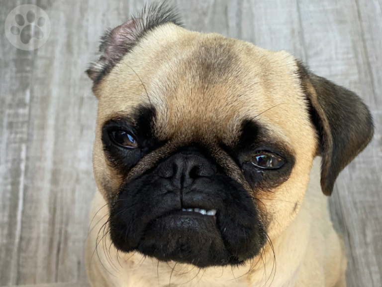 pug com sinais de estresse