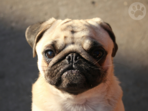 medindo a temperatura corporal do Pug